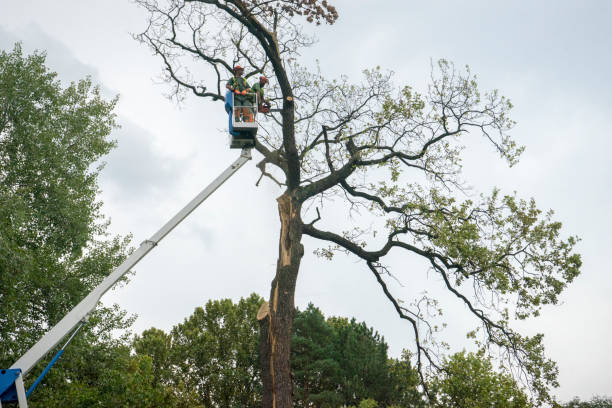 Fox Lake, WI  Tree Services Company