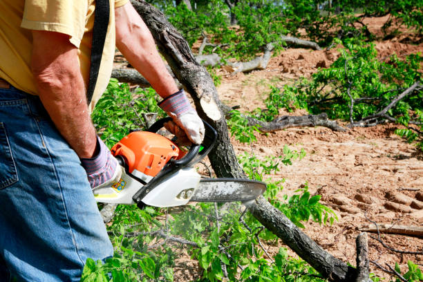 Best Tree Risk Assessment  in Fox Lake, WI